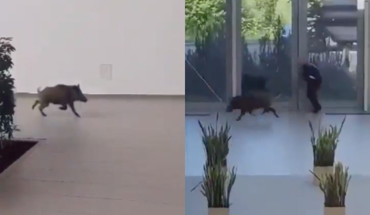 Dzik wszedł na teren rzeszowskiego uniwersytetu, zwiedził, a potem jednak wybrał las