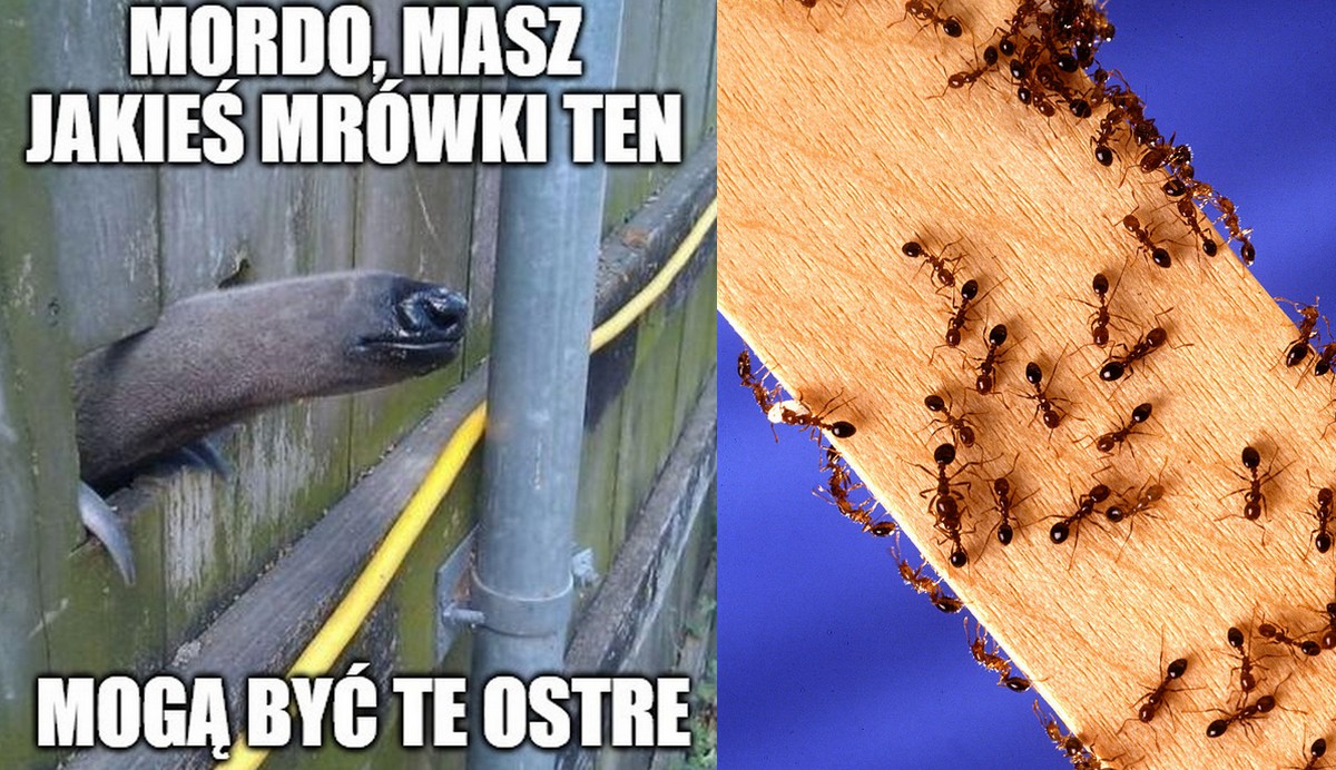 Czerwone mrówki ogniste znaleziono na Sycylii, wygląda na to, że rozgoszczą się w Europie