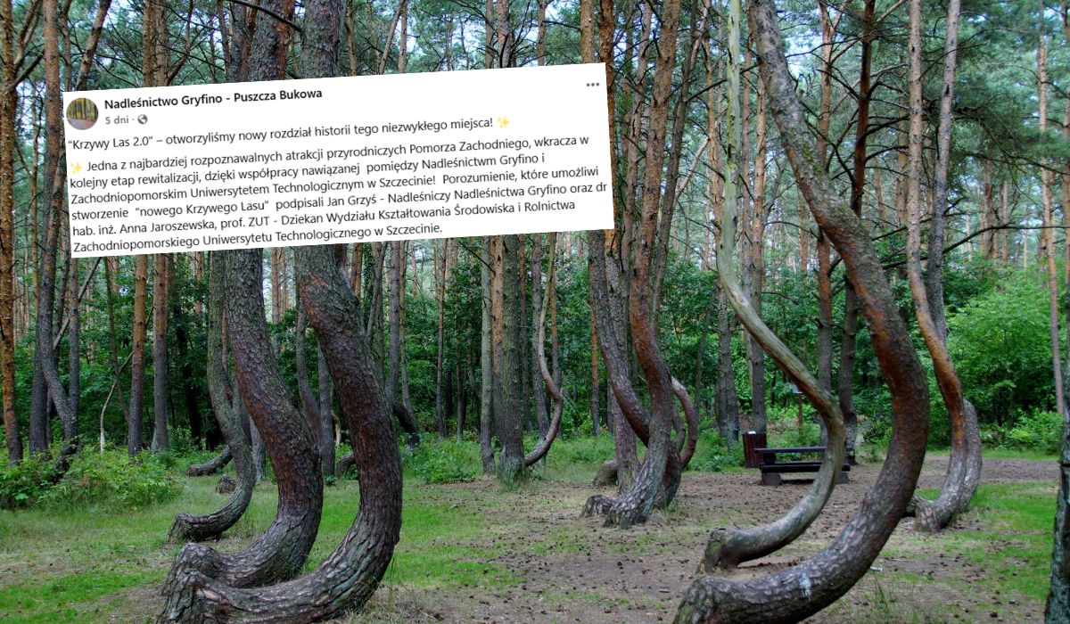 Gryfino: naukowcy chcą stworzyć wierną kopię Krzywego Lasu i będą wyginać sosny