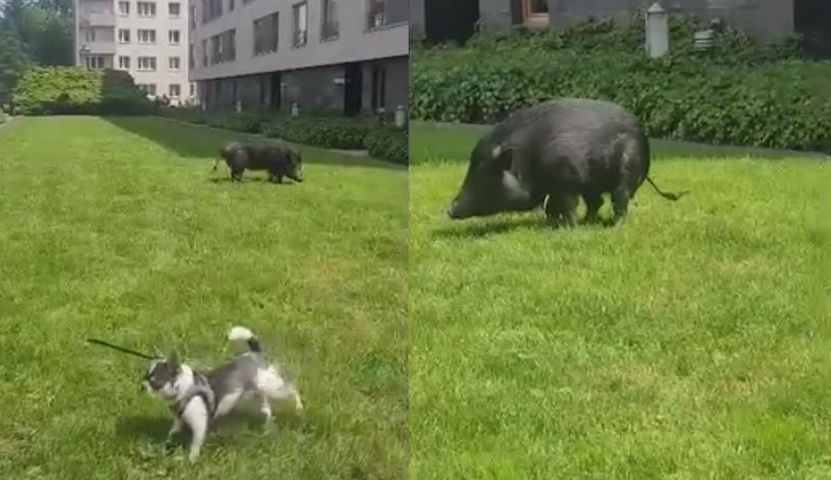 Kraków: dzik będący lokalną atrakcją okazał się być świnką getyńską