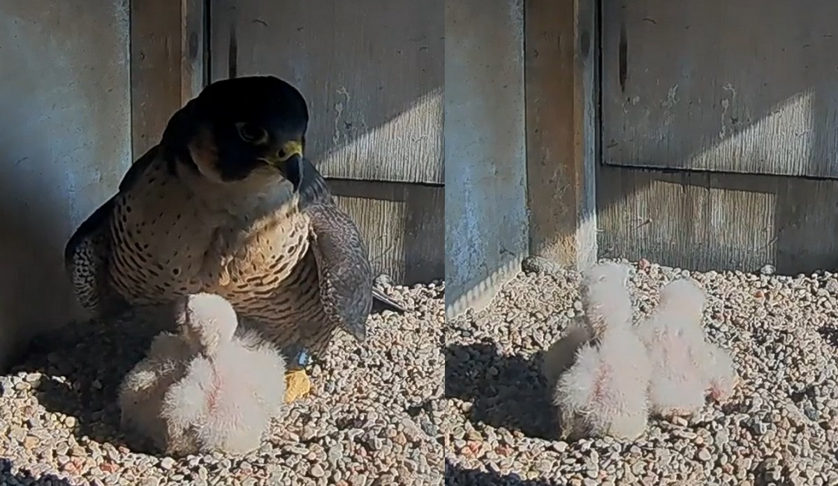 Sokoły TV: Wrotka po perturbacjach życiowych odzyskała swoje dzieci