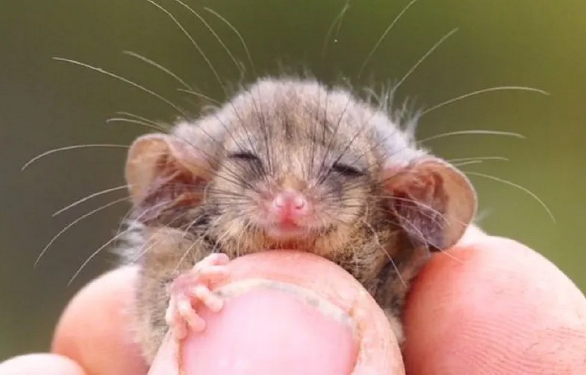 Gatunek supersłodziaków uważano za wymarły, ale jednak przetrwały pożary buszu i sobie żyją