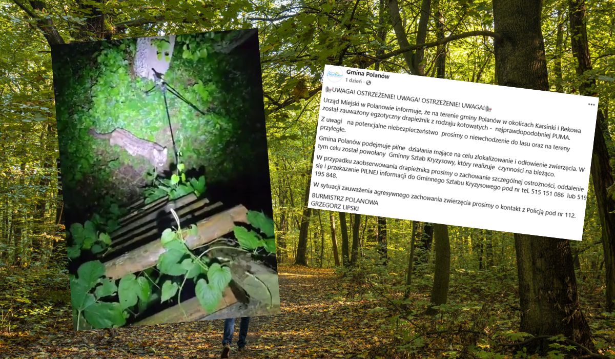 Gmina Polanów zebrała sztab kryzysowy i ostrzega w sprawie pumy