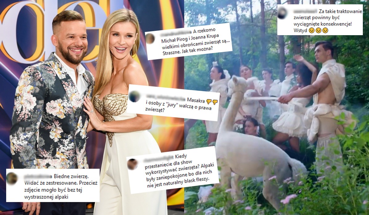 W Top Model wykorzystano alpaki jako rekwizyty, co alpakom i wrażliwszym widzom się nie spodobało