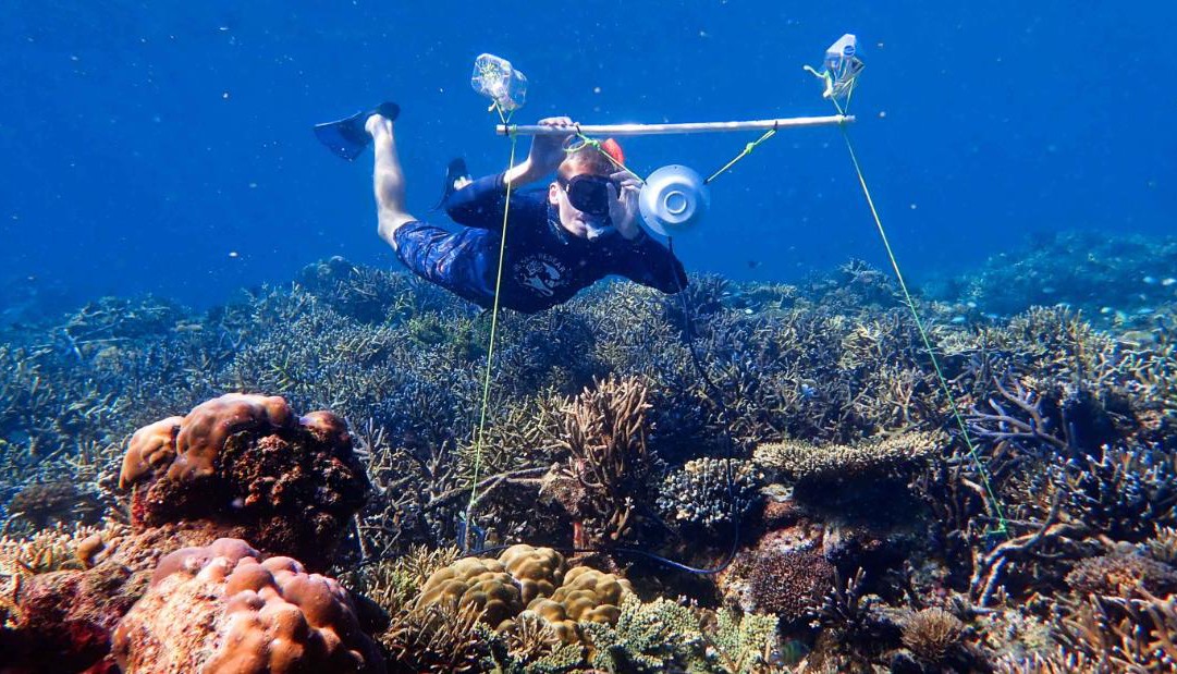 Naukowcy użyli głośników, żeby martwe rafy koralowe brzmiały zdrowo. Ryby wróciły