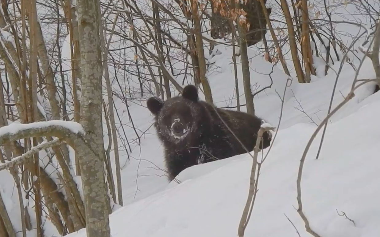 Leśnik spotkał przebudzonego ze snu niedźwiedzia. "Grzesiu, czemu ty nie śpisz?"