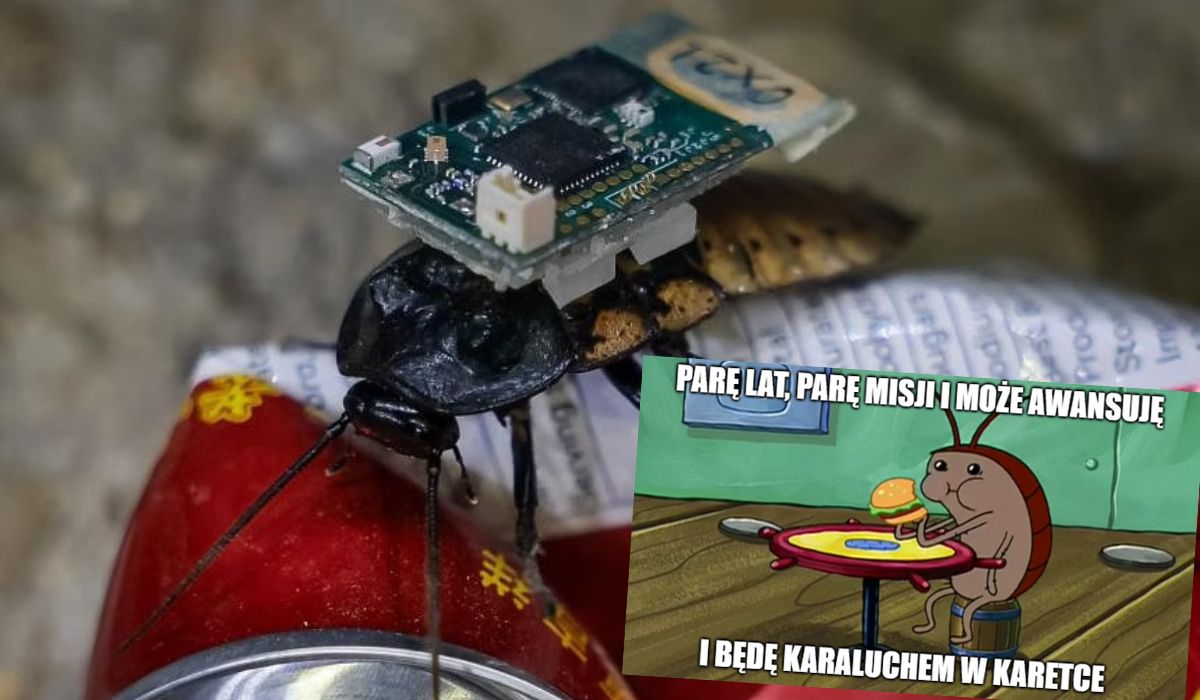 Singapur: naukowcy testują, czy zdalnie sterowane karaluchy mogą być używane w celach ratowniczych