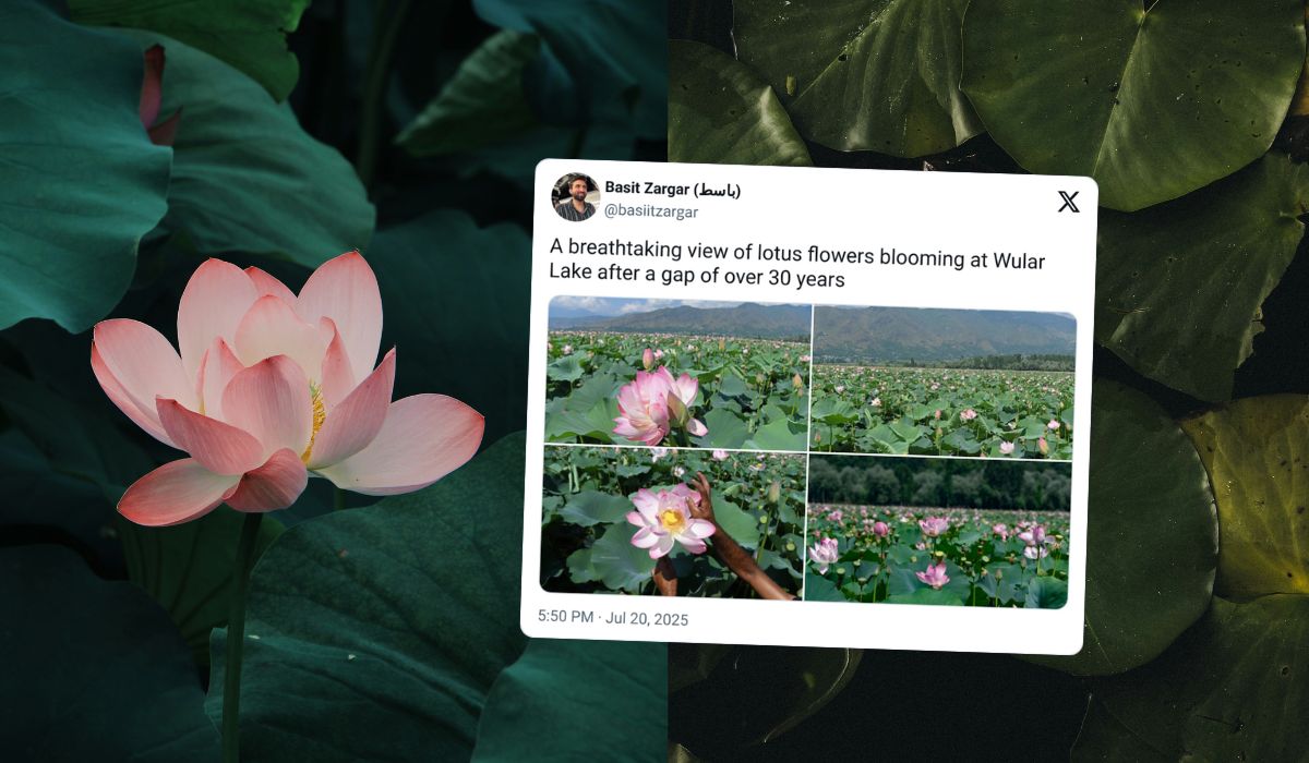 Kaszmir: po 30 latach prób znowu zakwitły lotosy na jeziorze Wular