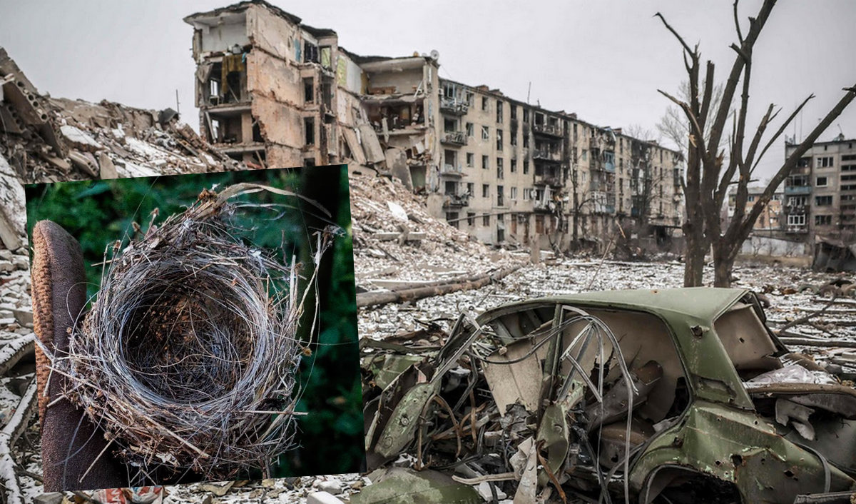 Ukraina: zdesperowane ptaki wiją gniazda z kabli światłowodowych od dronów