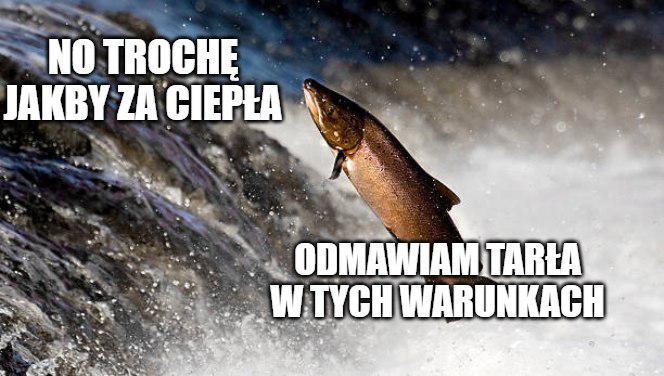 Woda na Alasce jest tak ciepła, że łososie masowo umierają