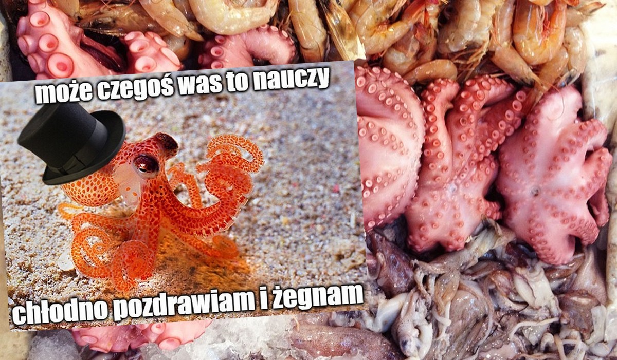 Korea Płd.: starszy mężczyzna zmarł w trakcie jedzenia żywej ośmiornicy, danie wciąż jest popularne