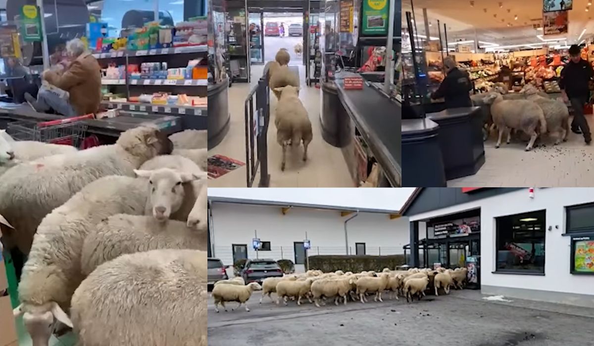 Niemcy: potwierdzono autentyczność nagrania stada owiec szturmujących wejście do supermarketu