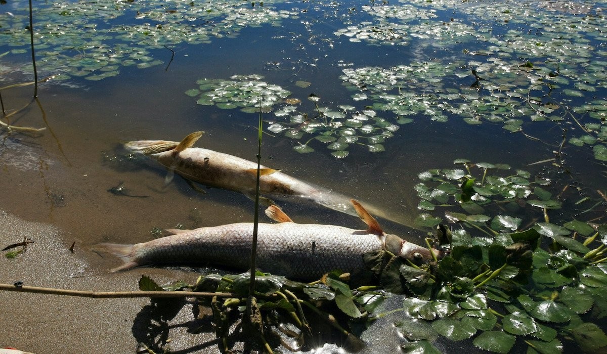 Ustalenia komisji: Odra była truta całkiem legalnie, miało być max. 500 pozwoleń na zrzuty ścieków, ale zrobiło się ponad 700