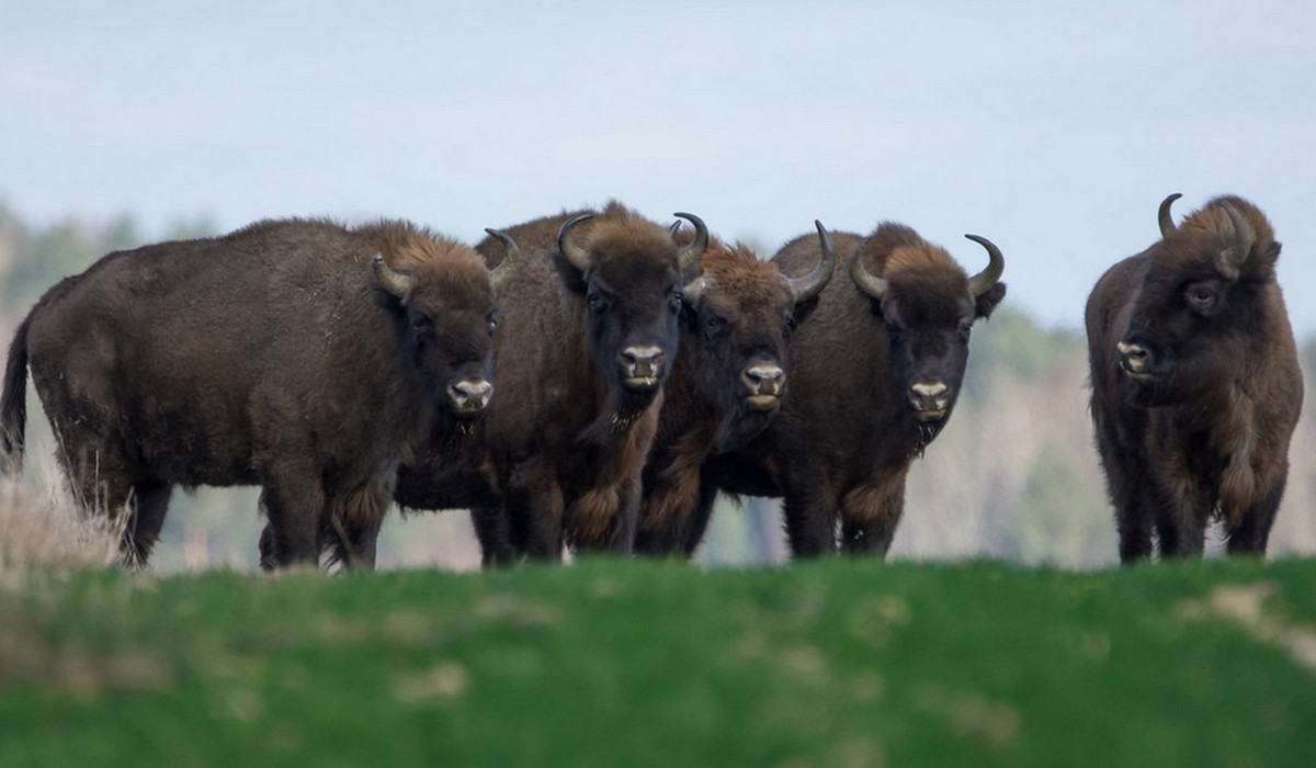 Lasy Państwowe: żubry jako atrakcja wciąż ściągają turystów, budzą sympatię i przybywa ich także na wolności