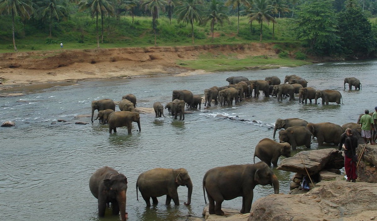 Botswana chce wysłać do Niemiec 20 tysięcy słoni, żeby sobie zobaczyli, jak to jest mieć słonie