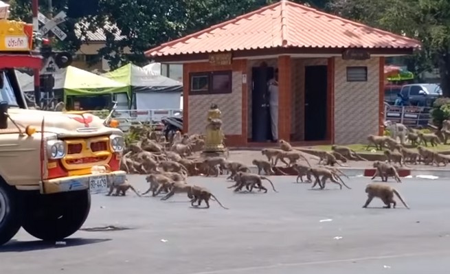 Tajlandia: głodne małpy wchodzą do miast, bo nie ma turystów, którzy je karmili