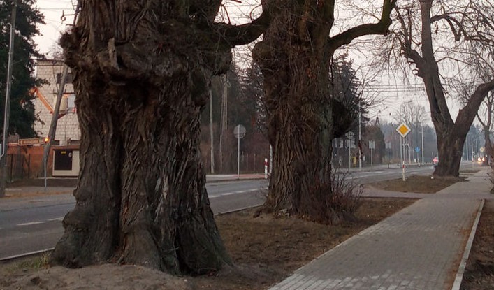 ﻿Prażmów: mieszkańcy stworzyli w internecie petycję przeciwko wycince 50 drzew