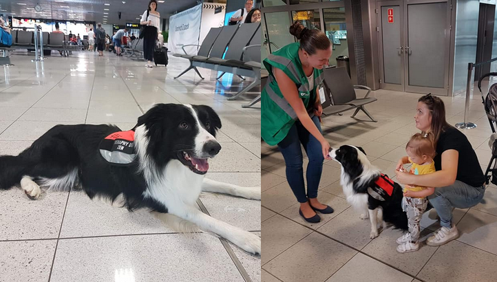 Kraków: lotnisko zatrudniło psa do bycia głaskanym, żeby pasażerowie mniej się stresowali