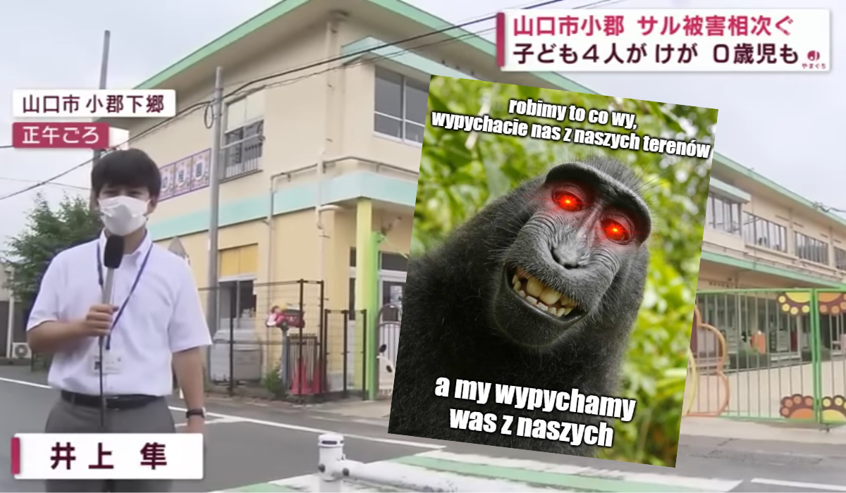 Japonia: liczba ofiar małpiego gangu podwoiła się, policja będzie używać amunicji ze środkami uspokajającymi