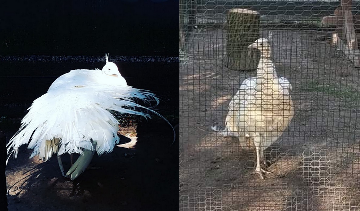 Może chcesz zobaczyć białego pawia, mieszkańca Pałacu Czartoryskich