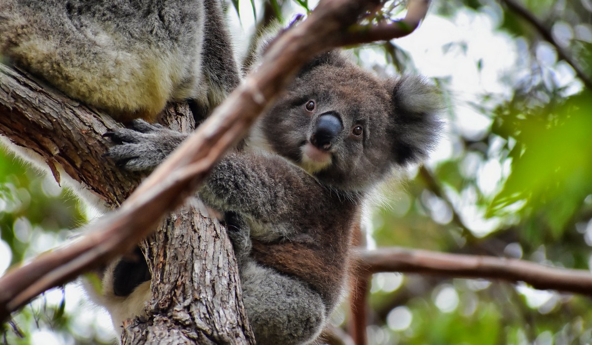 Australia na serio bierze się za ratowanie miśków koala, przeznaczony zostanie na ten cel rekordowy budżet
