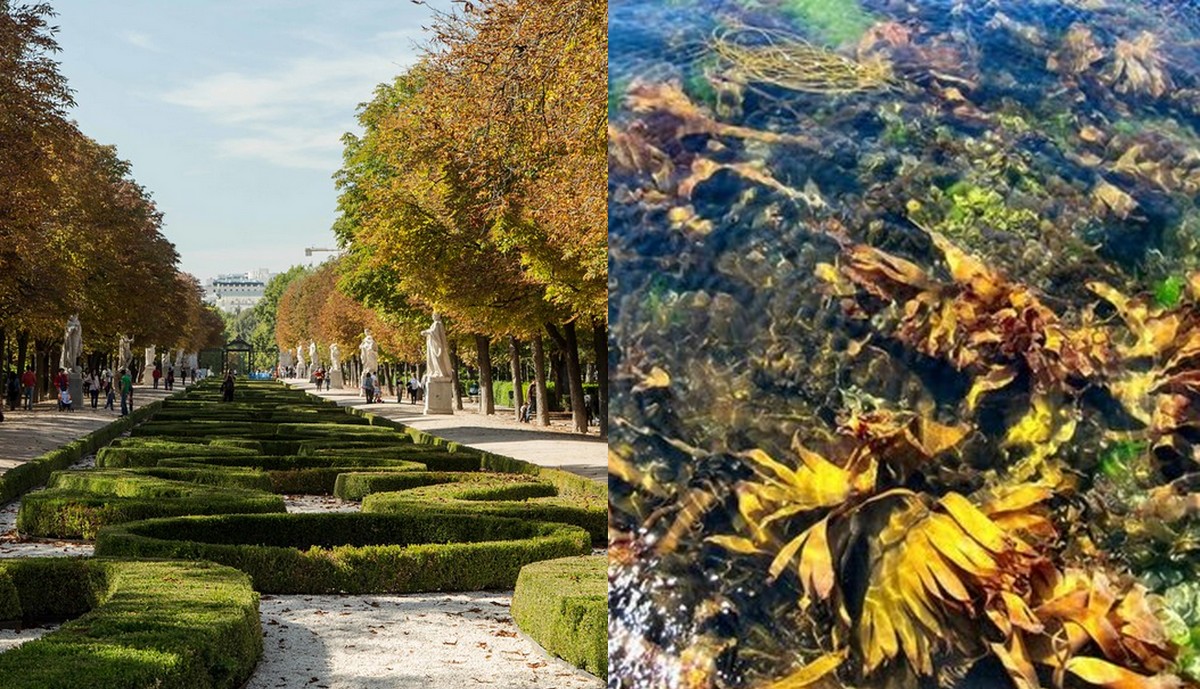 Hiszpania: władze Madrytu zainstalują fermy z algami oczyszczające powietrze