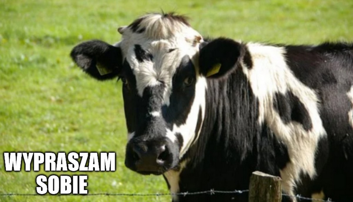 Satelita sprawdzi, gdzie krowy najbardziej zanieczyszczają powietrze puszczaniem bąków