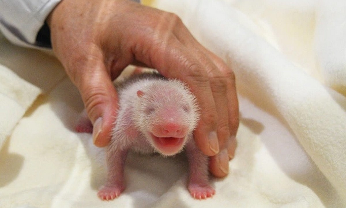 Japonia: w parku dla zwierząt właśnie urodziło się małe pandziątko (。U ω U。)