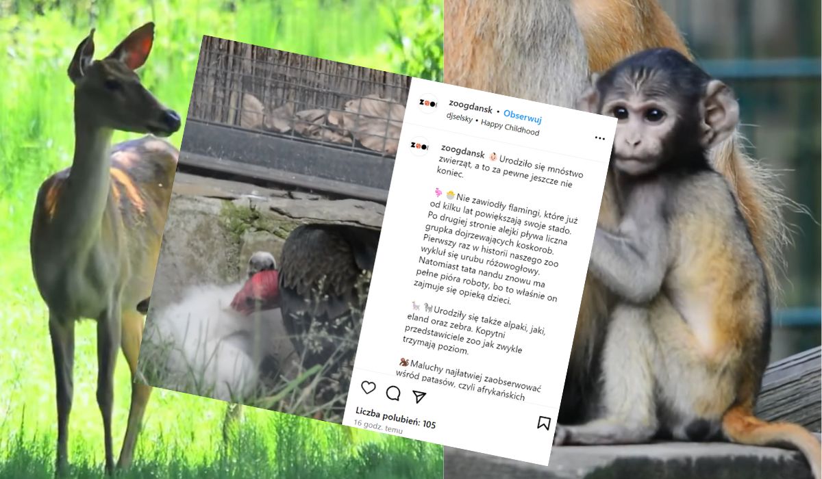 Gdańsk: zwierzęta ostatnio miały dobry nastrój, bo urodziło się dużo młodych m.in. eland, urubu i nandu