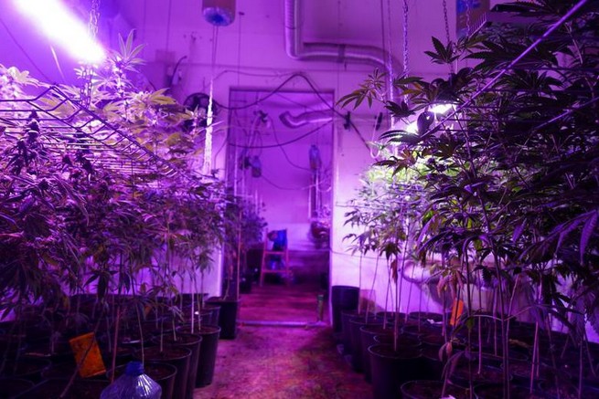 Matka i syn ukryli za szafą profesjonalną plantację marihuany. Mieli ponad 600 roślin