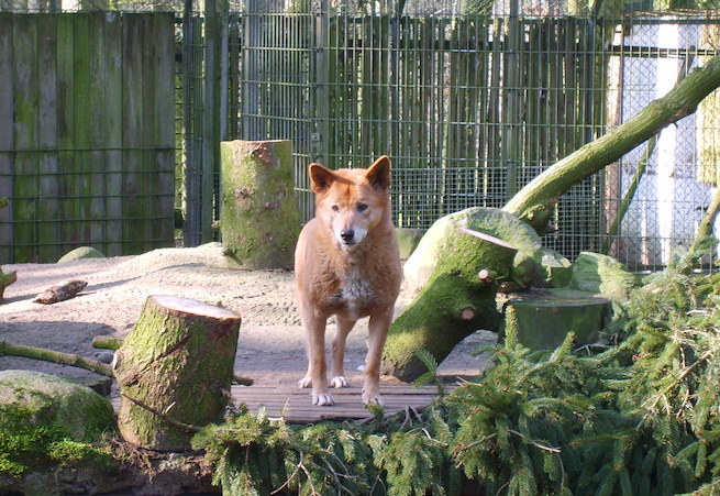 Niemcy: ZOO stworzyło listę zwierząt, które mogą stać się pokarmem dla innych zwierząt