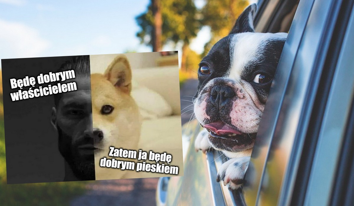 Hiszpania: nowe prawo chroniące psy wymusi szkolenie przyszłych właścicieli, jak dbać o zwierzaka i jakie ma obowiązki