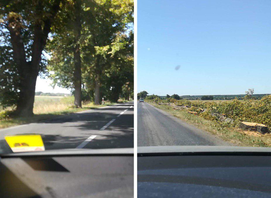 Mieszkańcy Trzebiechowa już bezpieczni. M*rdercze drzewa wycięte