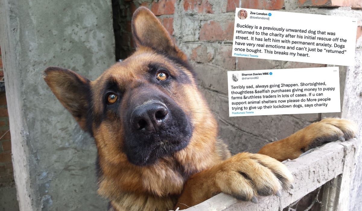 Brytyjczycy podczas lockdownu adoptowali sobie psy, ale lockdown się skończył i teraz je masowo oddają