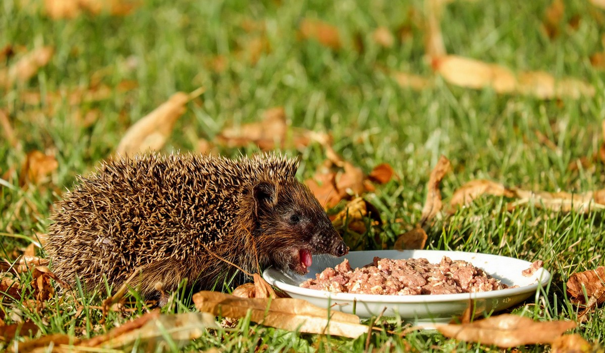 Wrocław organizuje akcję adopcji jeży, szuka osób z odpowiednimi działkami lub ogródkami