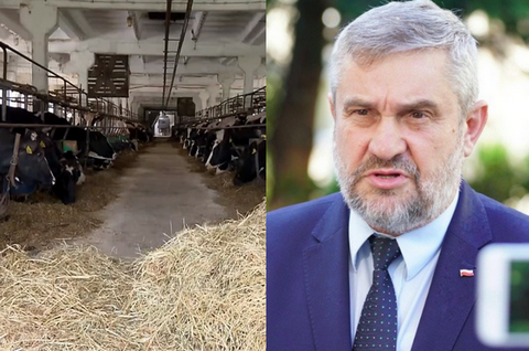 Minister rolnictwa: twierdzenie, że na rynki trafiło mięso z chorych krów, to nadużycie