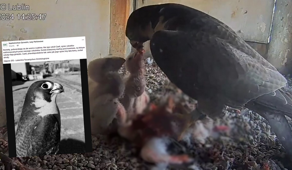 Mroczny finał Sokoły TV: po śmierci Łupka, nie żyje też Czart, jego syn