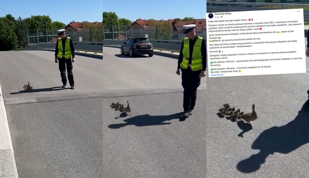 Pomorskie: policja podczas ćwiczeń zaopiekowała się kaczuszkami przechodzącymi po drodze