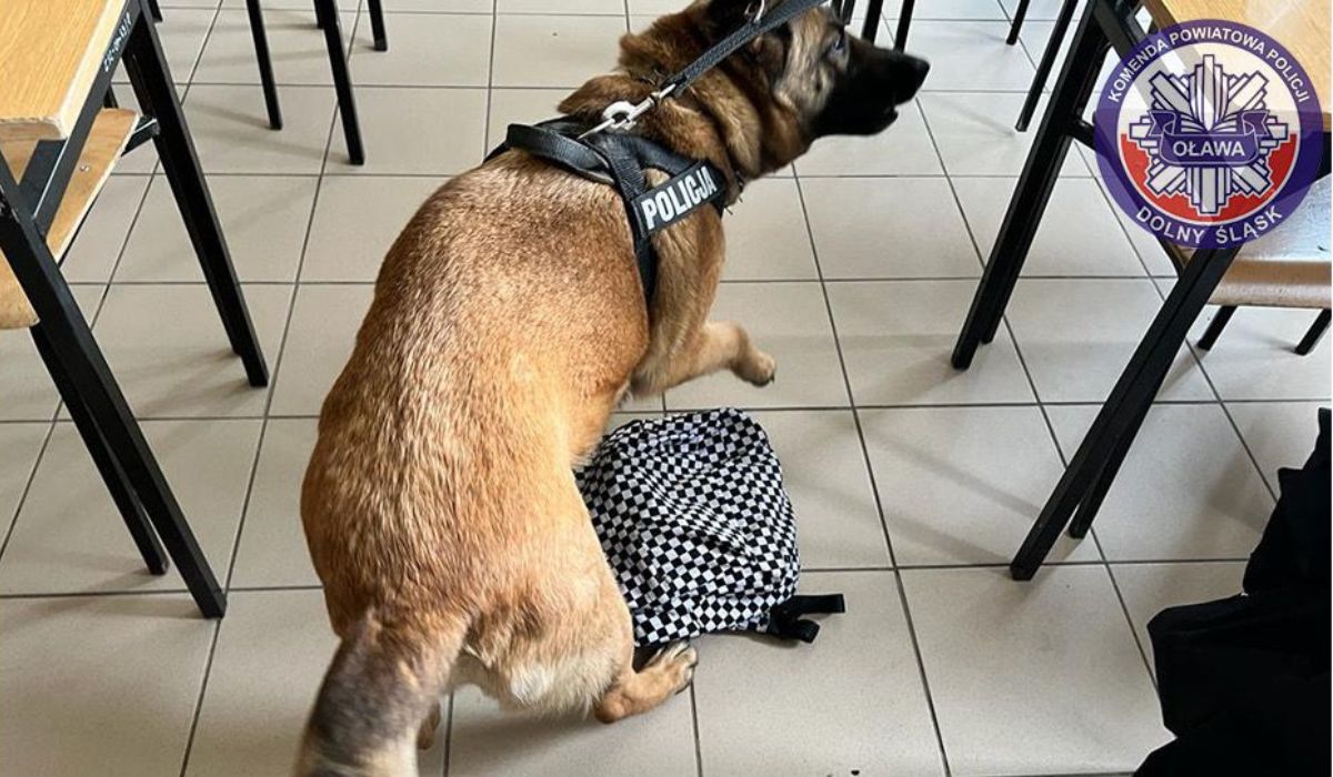 Uczniowie chyba nie uczą się na błędach, bo znowu policyjny pies na profilaktycznej lekcji znalazł zioło