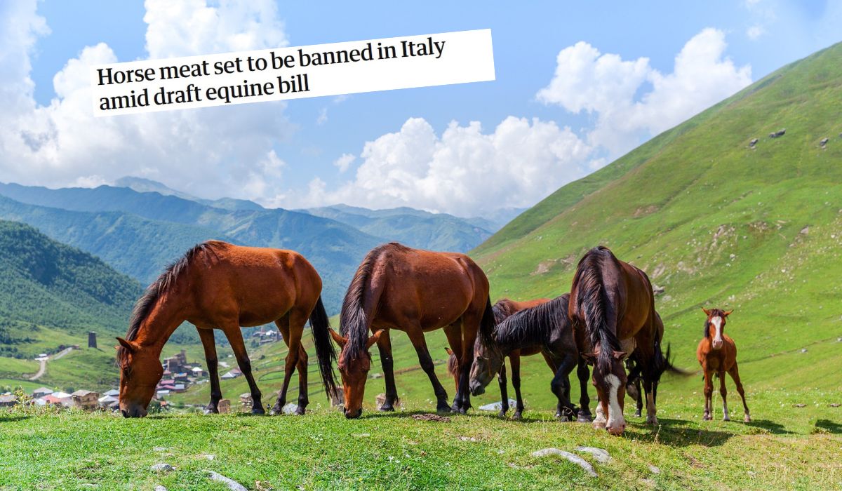 Włochy przygotowują się do zakazu produkcji mięsa koni, osłów i mułów