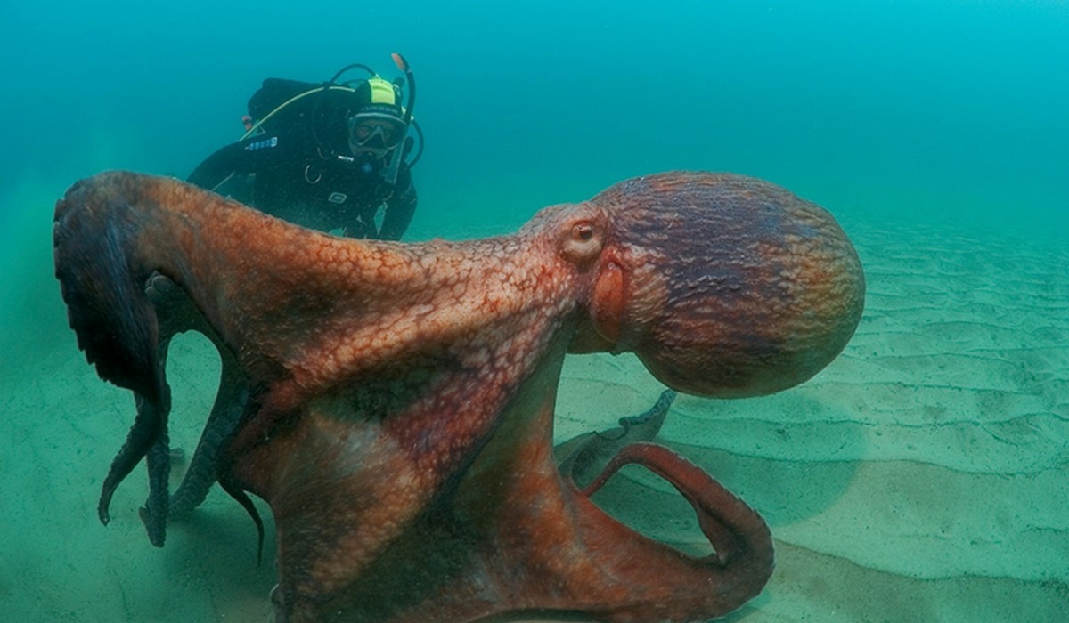 Wielka Brytania: udowodniono, że ośmiornice, homary i kraby odczuwają ból i stres