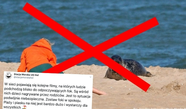 Hel: Stacja Morska prosi turystów, żeby zostawili foki w spokoju