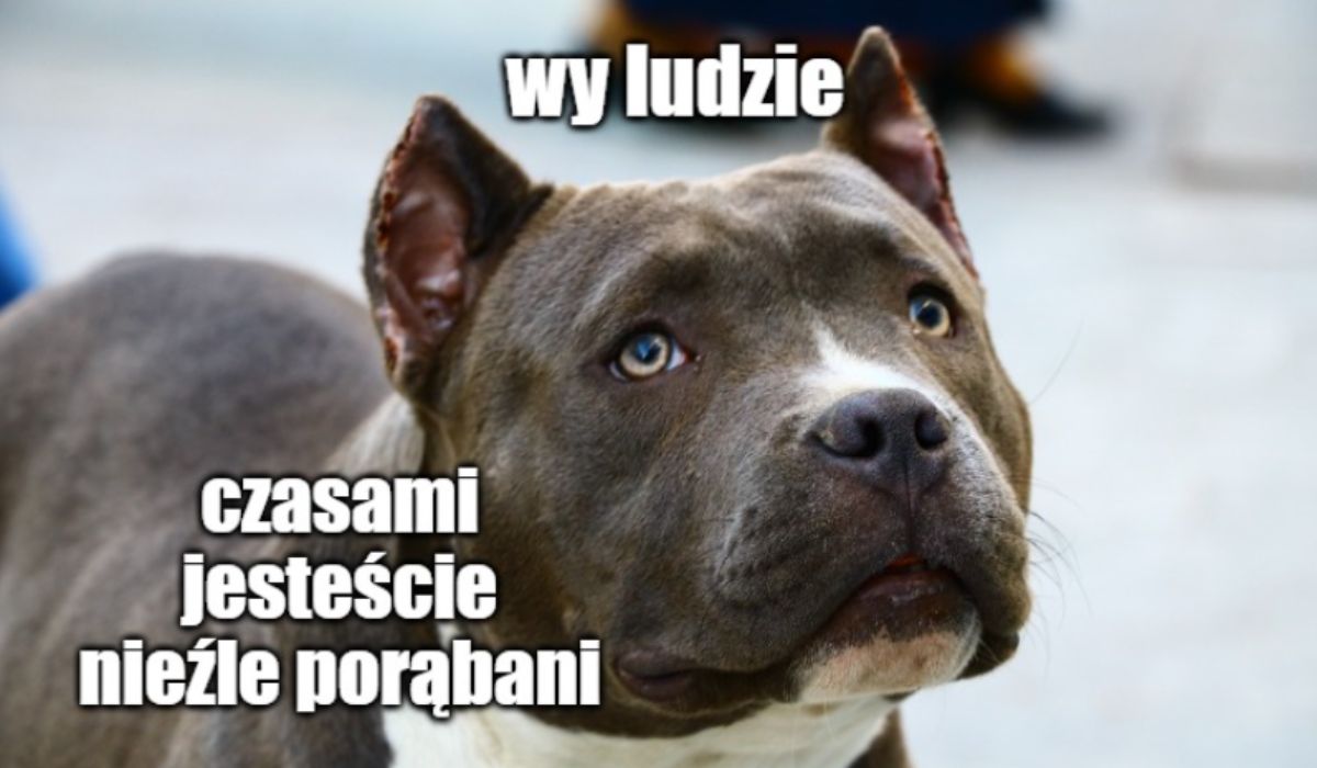 Zapadł pierwszy w Polsce wyrok za organizację walk psów