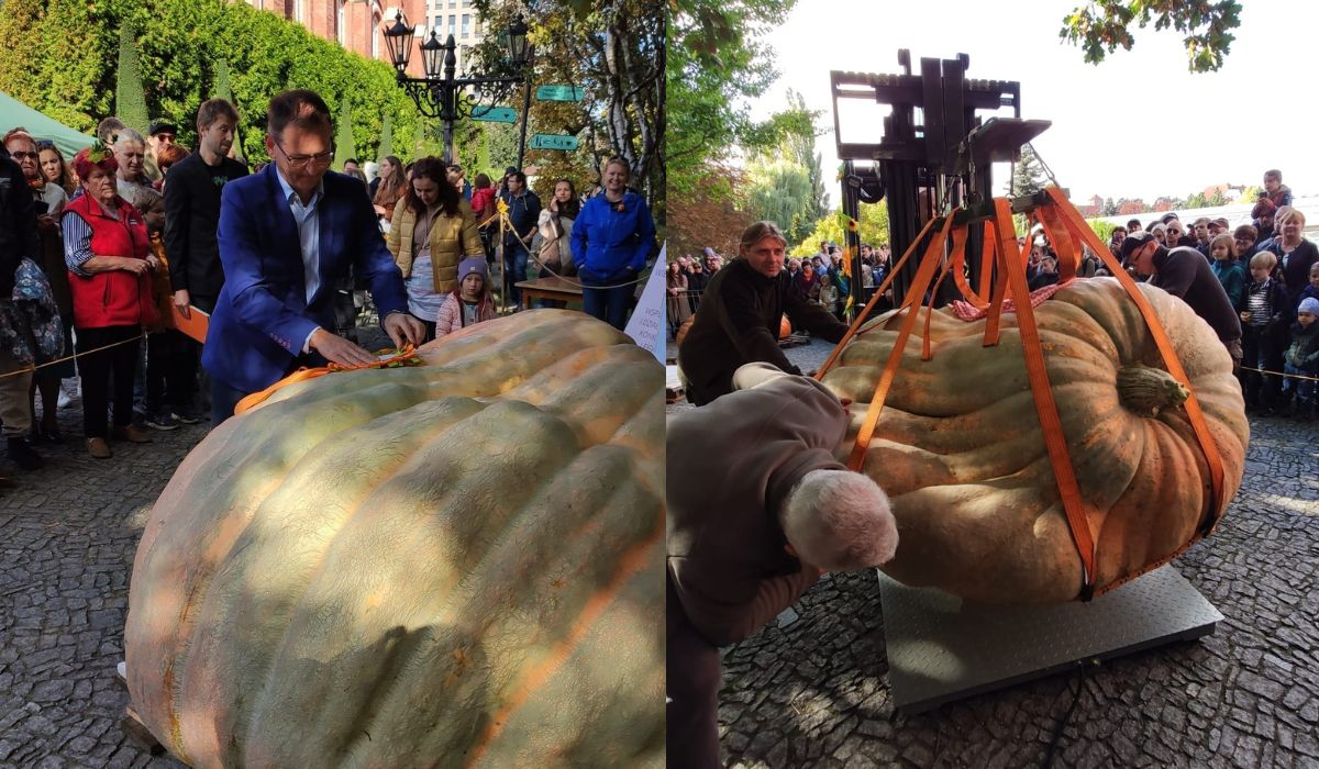 Dynia podczas dolnośląskiego festiwalu dyni pobiła rekord na najcięższą dynię w Polsce