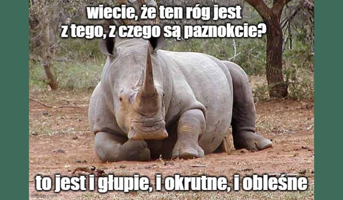 W Namibii ginie więcej nosorożców, bo w Azji zwiększyło się zapotrzebowanie na "leki" z ich rogów