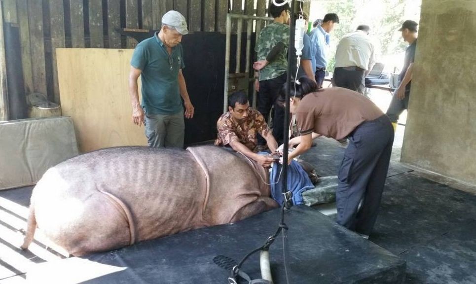 Zmarł ostatni samiec nosorożca sumatrzańskiego w Malezji
