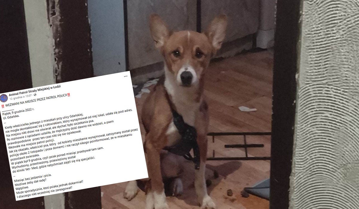 Łódź: aresztowany w listopadzie facet nie powiedział, że ma psa, zwierzak cudem dożył ratunku w zamkniętym mieszkaniu
