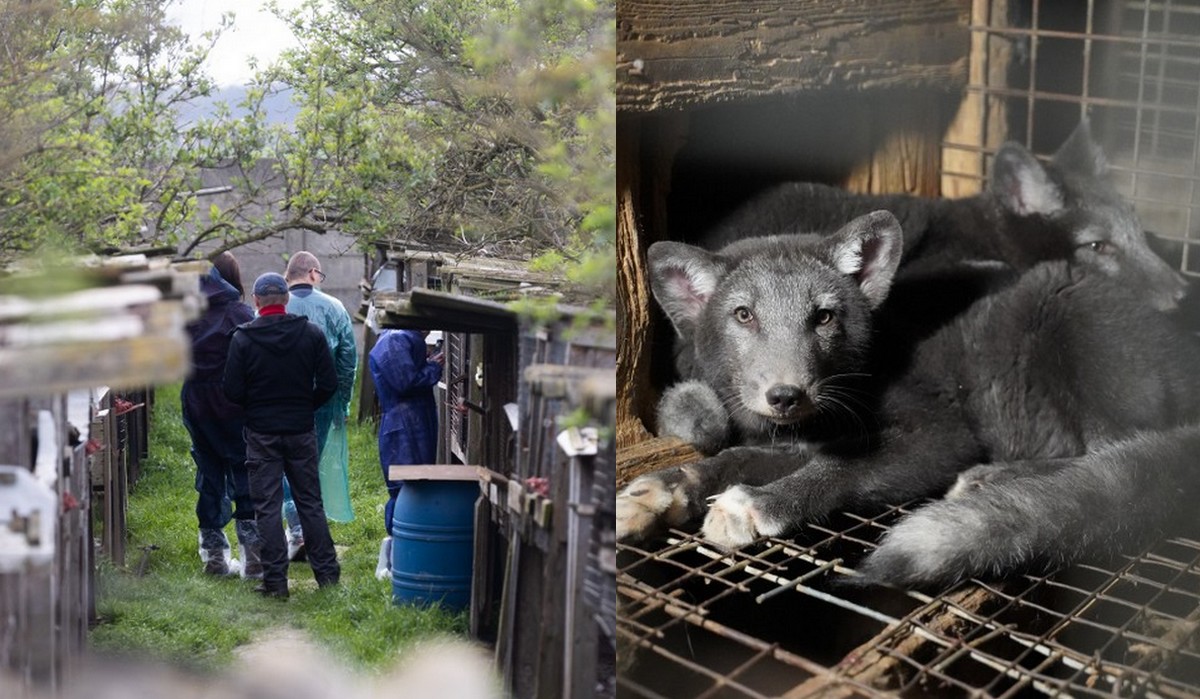 Poznań: hodowca lisów pójdzie do więzienia za beznadziejne warunki hodowli