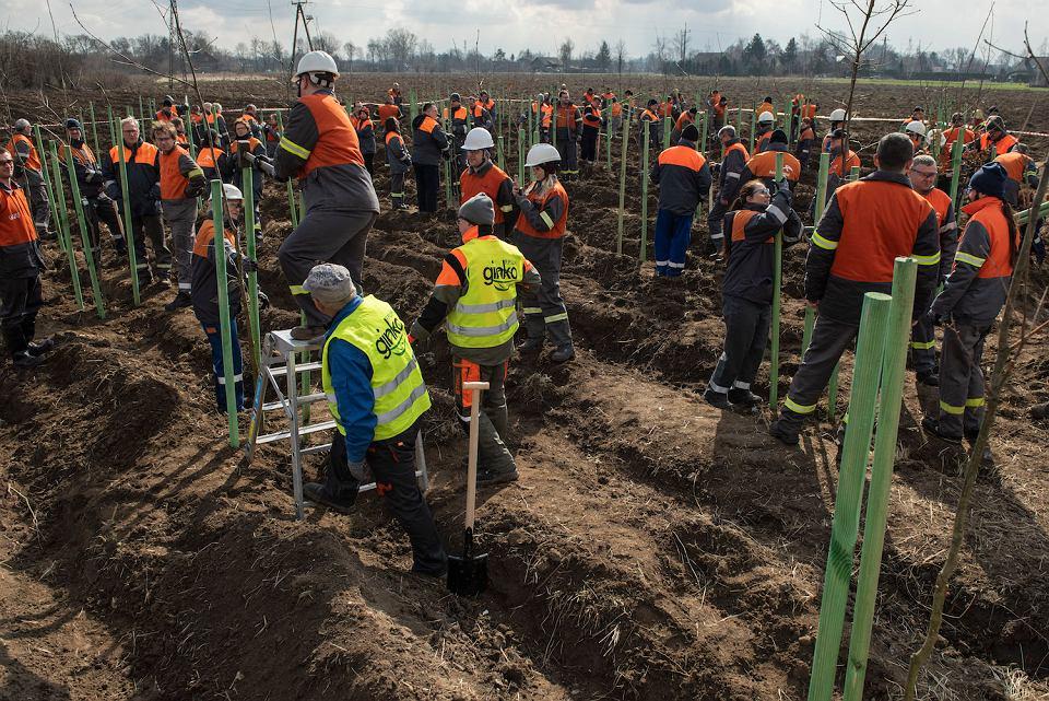 Huta posadzi las 70 tysięcy drzew