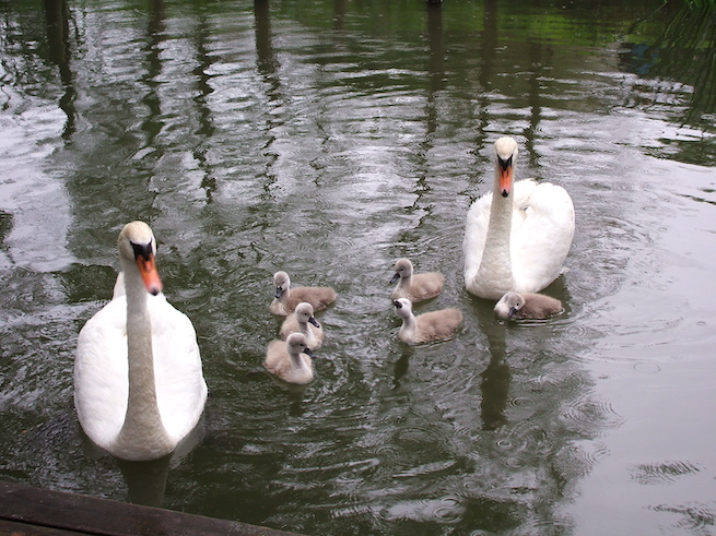 Chociaż dobre masz serduszko, nie dokarmiaj łabędzi ani kaczek, szepczemy ci na uszko